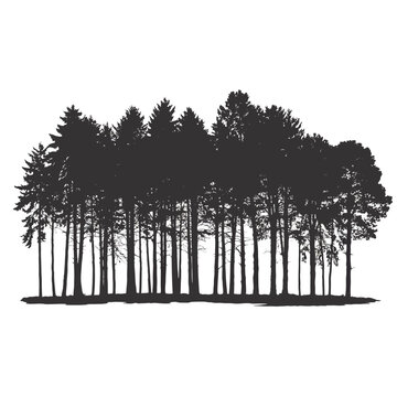 Silhouette of a mixed forest with pine and deciduous trees
