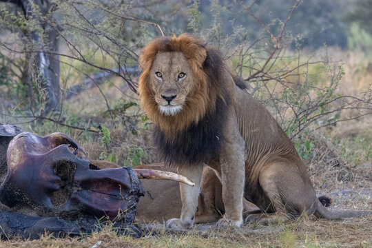 old big male lion sitting next to elephant carcass at moremi national park of botswana