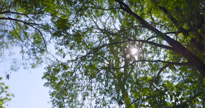 tree branches against blue sky