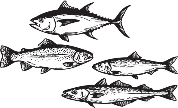 Four different fish species illustrated in black and white vector graphic design with detailed fins and scales