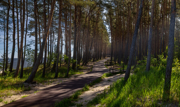 Pomeranian Voivodeship, Stegna. Forest path through the dunes along the beach.