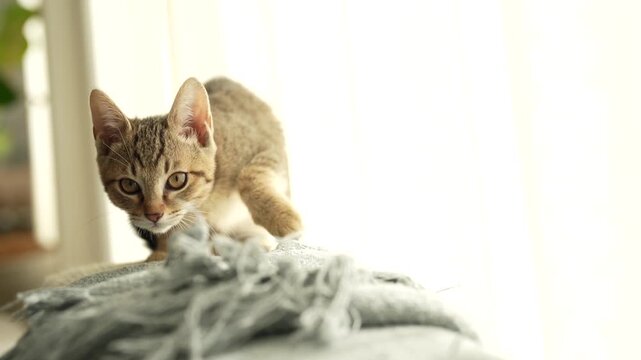 キジトラ子猫