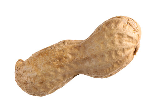 Nocciolina sus fondo bianco