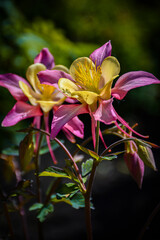 Fototapeta premium Pink and yellow columbine flowers in soft sunlight with dreamy bokeh. Artistic spring photography for postcards, moodboards, gardening blogs, and floral backgrounds