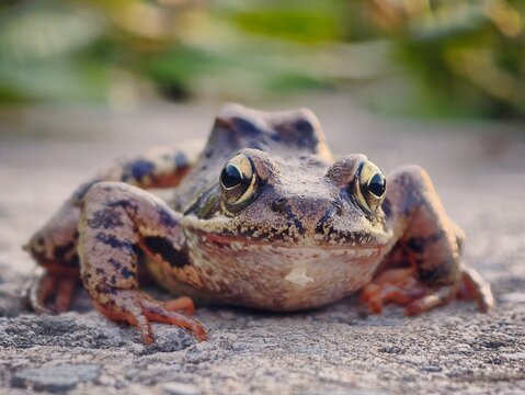 Common frog (Rana temporaria) close-up portrait looking at camera on a stone surface. Nature of Czech republic.