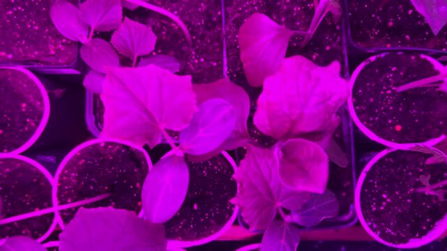 Shows young plants growing indoors under purple lights in small containers during the early stages of growth