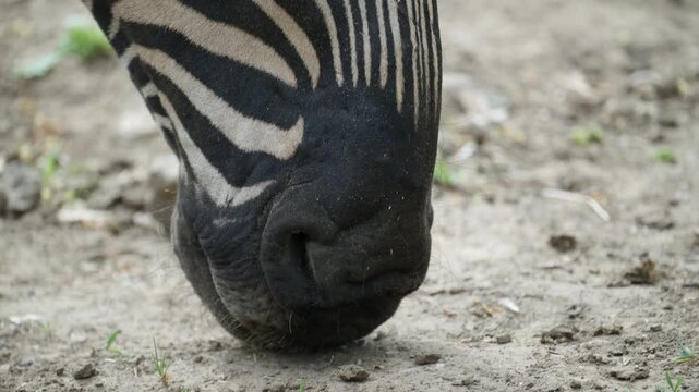 Detailed close up footage of a zebra's nose and mouth while grazing on the ground