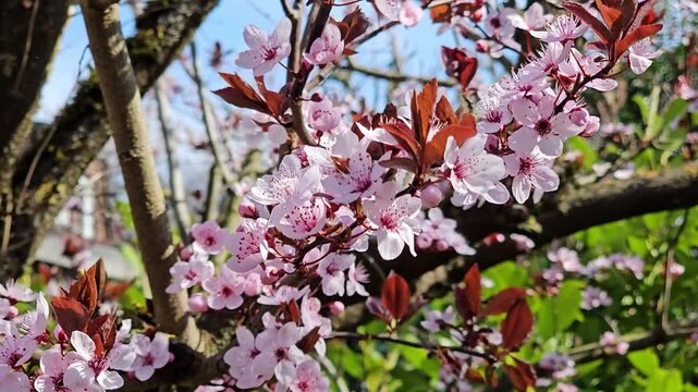 Pink cherry blossoms swaying in the wind