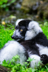 Fototapeta premium Entspannter Vari-Lemur auf grüner Wiese mit aufmerksamem Blick.
