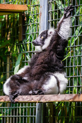 Fototapeta premium Vari-Lemur entspannt auf einer Plattform mit ausgestrecktem Arm im Gehege.