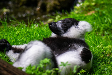 Fototapeta premium Meditierender Vari-Lemur in entspannter Haltung auf grüner Wiese.
