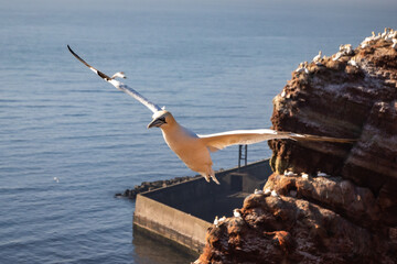 Basstölpel im Flug vor der Felsenküste von Helgoland über der Nordsee. © Georg
