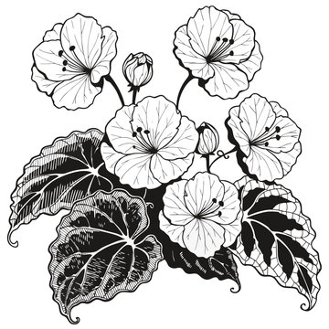 Very beautiful black-and-white engraved vector illustration featuring Begonia flowers and textured ornamental leaves, intricate botanical details, elegant floral forms, and refined monochrome engravin
