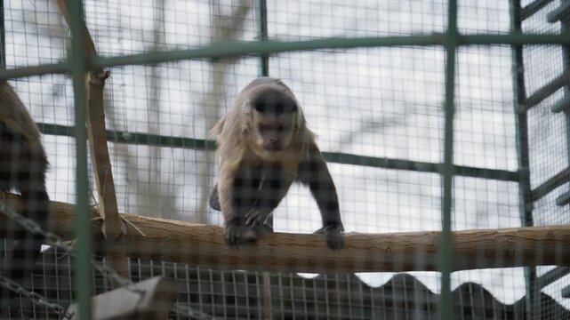 A monkey carefully walks along a wooden branch inside a zoo enclosure