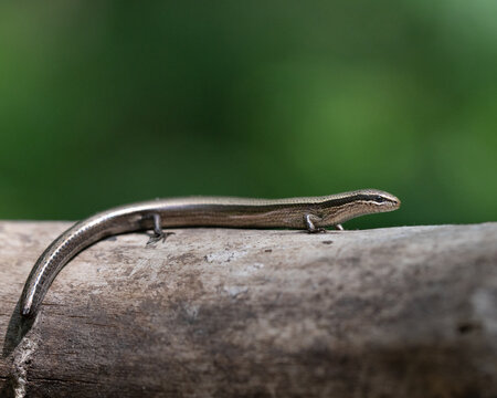 European copper skink Ablepharus Kitabelii macro portrait