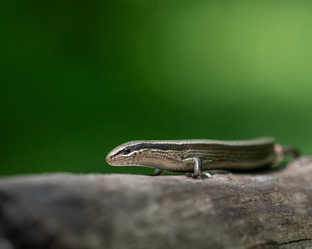 European copper skink Ablepharus Kitabelii macro portrait