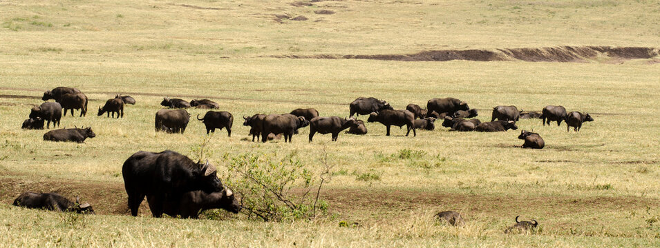 Buffle d'Afrique,