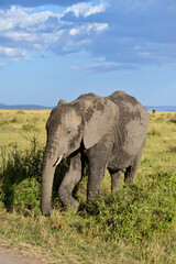 Fototapeta premium Eléphant d'Afrique,