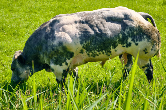 Belgian blue bull grazing in lush green pasture muscular livestock for meat production in Nederhorst den Berg netherlands sustainable farming