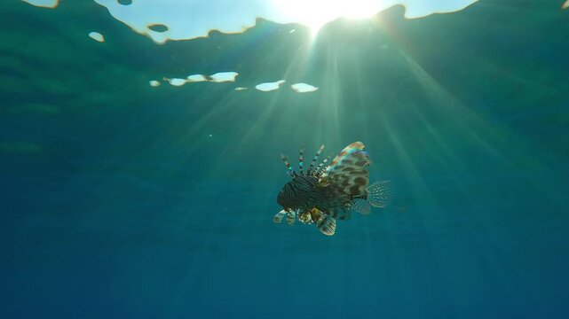 Red Lionfish swimming in blue water under brightly sunburst, backlit by sunrays with sun glare on lens. Common Lionfish (Pterois volitans) swims in blue ocean on bright, sunny day beneath sunbeams