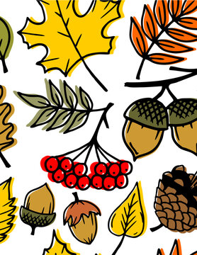 Hand drawn autumn doodle pattern with maple leaves, acorns, rowan berries and pine cone on white background
