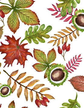 Watercolor seamless pattern with autumn leaves, chestnut, rosehip berries and red maple leaf on white background
