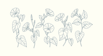 Hand drawn morning glory flower botanical line art illustration set with heart shaped curly leaves © Salma