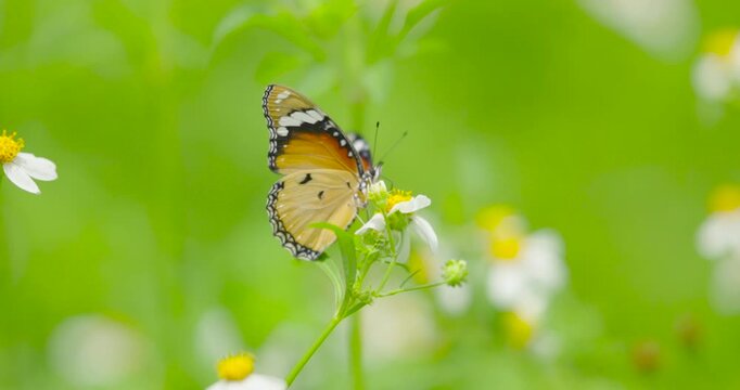butterfly on a flower