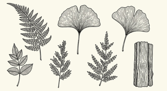 Compilation of botanical line drawings including fern leaves ginkgo leaves and a piece of tree bark in a vintage scientific style.