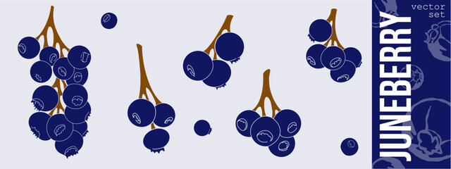 Juneberry set. Hand drawn serviceberry collection. Stylized Saskatoon berries, branches, single berry and clusters. Blue berries for package, brand, logo, juneberry flavor product. Vector © Julisart