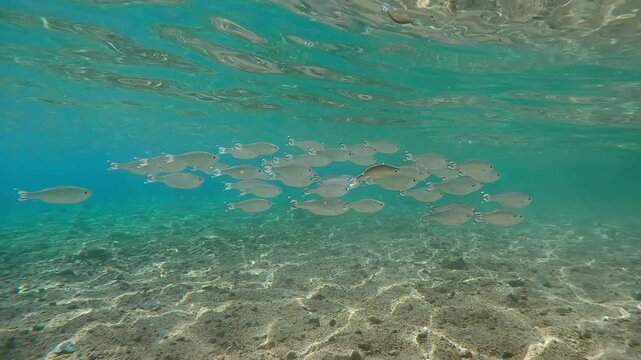School of flagtail fish swims on sandy shallow with sun glare on seabed, fishes sparkling in midday sunlight. Barred flagtail, Fiveband flagtail or Five-bar flagtail (Kuhlia mugil)