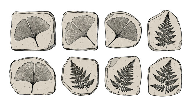 Detailed collection of ginkgo and fern leaf fossils imprinted on stone tablets for botanical and geological study.
