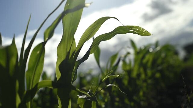 A low-angle shot shows a young green Zea mays sprout shaking in a strong wind. Other corn shoots grow in the agricultural field against a bright cloudy sky during daytime.
