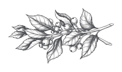 Hand drawn branch with leaves and berries in vintage style botanical © Mohammad