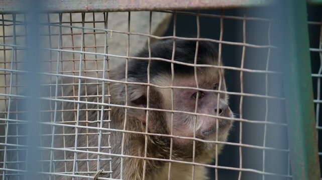 Detailed portrait of a monkey looking through a wire enclosure