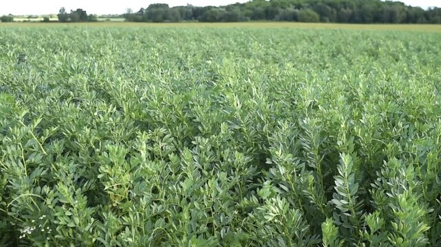 Green faba bean plants sway in a field during a windy summer day in the Paris region. Trees are visible on the horizon under an overcast sky.