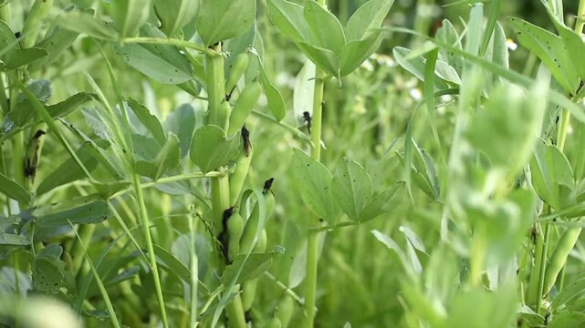 Green Vicia faba crops with young pods grow in a field and sway in the wind. The close view captures the plant stems, foliage, and leaves during daytime.
