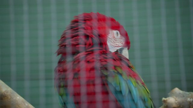 Close up of a vibrant red macaw parrot perched inside an aviary