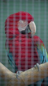 Close up of a vibrant red macaw parrot perched inside an aviary