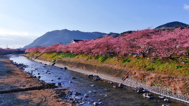 河津桜の空撮