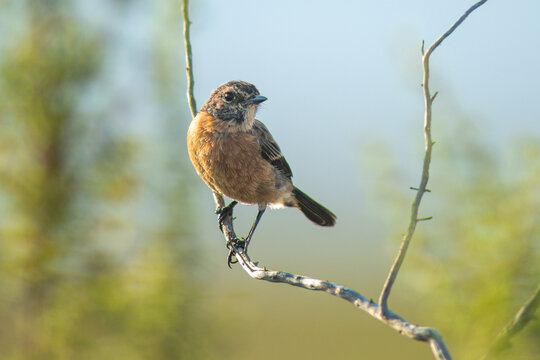 Saxicola torquatus