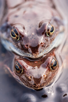 Frog Mating Pair in Amplexus with Reflection on Water Surface.
