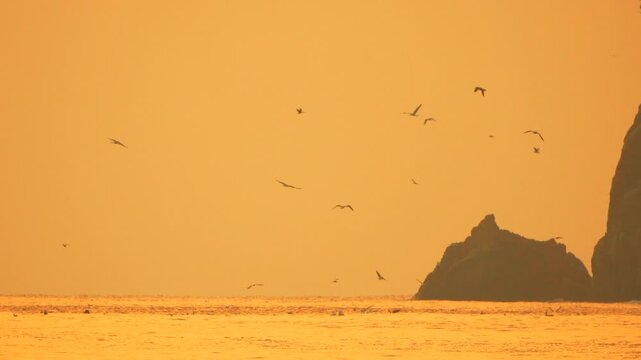 Seagulls sunset seascape, numerous seabirds fly near dark cliffs at the golden hour.