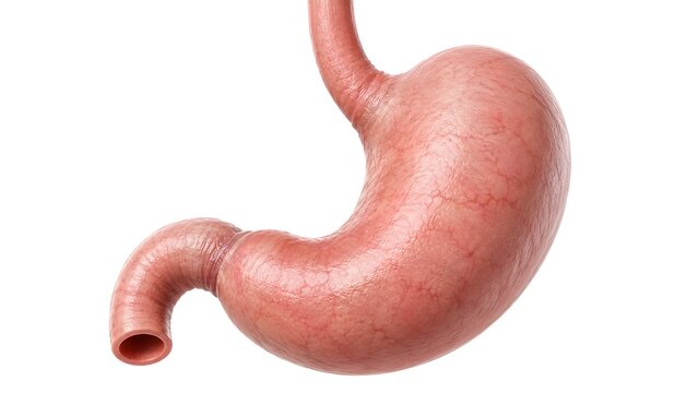 Human Stomach and Esophagus Anatomy Isolated on White Background, Realistic Medical Illustration