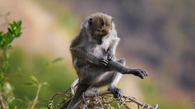 Macaque monkey grooming on tree branch in natural setting