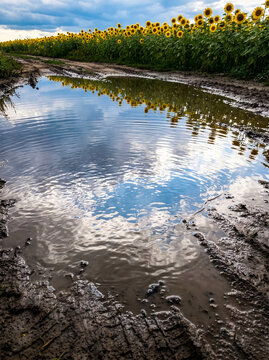 Sunflower ひまわり 302 Blue Sky and Rows of Sunflowers Reflected in a Large Puddle on a Muddy Dirt Road（ぬかるんだ未舗装路の大きな水たまりに映る青空とひまわりの列）
