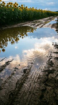 Sunflower ひまわり 304 Blue Sky and Rows of Sunflowers Reflected in a Large Puddle on a Muddy Dirt Road under a Cloudy Sky（曇り空の下、ぬかるんだ未舗装路の大きな水たまりに映る青空とひまわりの列）