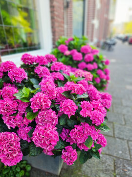 Purple hydrangea flowers bush blooming in The Hague Netherlands