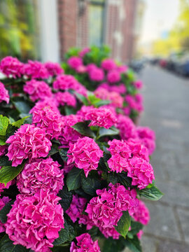 Purple hydrangea flowers bush blooming in The Hague Netherlands