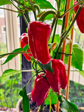 Red sweet pepper growing in pot on balcony close up